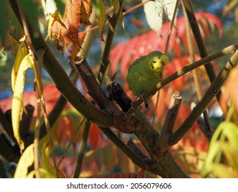 a budgie on the tree branch