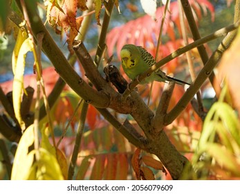 a budgie on the tree branch