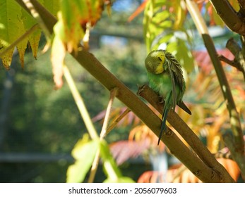 a budgie on the tree branch takes care of its feathers