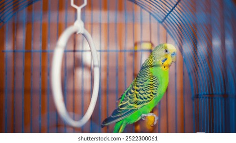 Budgie. Parrot. Green budgerigar sits in a cage. Domestic bird. Budgerigar in a birdcage. yellow-green color of feathers, focus, close-up. small domestic bird. beak of a parrot. - Powered by Shutterstock