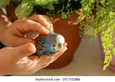 A Budgie Sits On The Palm Of A Person's Hand. A Man's Hands Are Stroking A Blue Parrot. The Owner Caresses His Pet. A Tame Bird. Close-up.