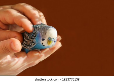 A Budgie Sits On The Palm Of A Person's Hand. The Owner Hugs And Caresses The Blue Parrot With His Hands. A Tame Bird. Friendship Between A Man And A Bird. A Pet.