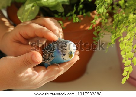A budgie sits on the palm of a person's hand. A man's hands are stroking a blue parrot. The owner caresses his pet. A tame bird. Close-up.