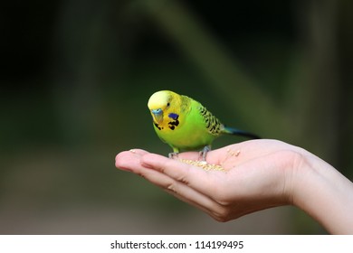 Budgie sitting on a hand