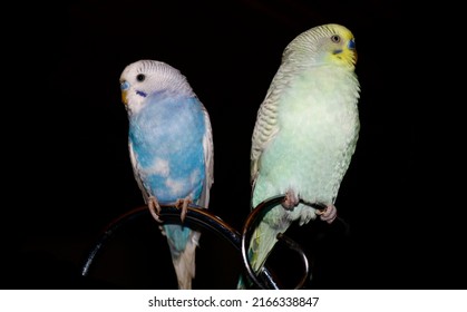 Budgies standing on a metal piece. cute birds with blue-white and green-yellow colors stand side by side. beautiful budgies with parrot species on black background