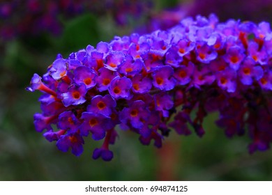 Budlleia, Butterfly Bush