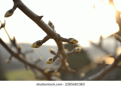 The buds of an apple tree in popping - close-up