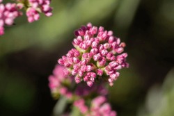 Buds Of California Buckwheat Wildflowers Getting Ready To Bloom For Pollination