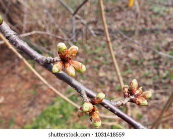 Buds of cherry blossoms blooming soon - Shutterstock ID 1031418559