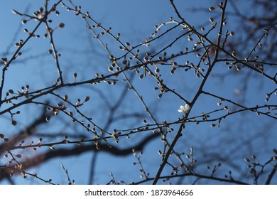 Buds Of Cherry Tree With Some Flowers. Blue Sky As Background. Natural Spring Texure