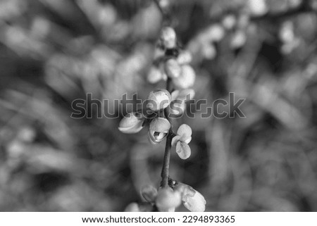 Buds of flowers on the branch, blurred background for text, black and white photo