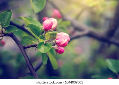 Buds of flowers on a branch in the spring, Apple tree.