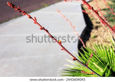 Buds and flowers of Red Yucca, Hesperaloe parviflora, on a long wand hanging over sidewalk of xeriscaped Phoenix street, Arizona; shallow DOF