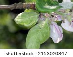 Buds, flowers, young leaves of apple trees damaged by the parasite caterpillars of Winter Moth (Operophtera brumata) in the orchard.
