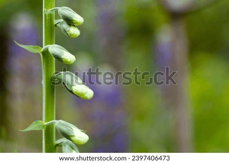 Buds in a garden, macro photo. White phenotype of Digitalis purpurea. Known as foxglove or common foxglove, it is a poisonous species of flowering plant in the plantain family Plantaginaceae