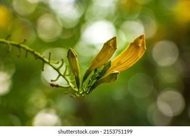 The Buds Of The Golden Urai Flower In The Morning