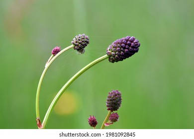 Buds Of A Great Burnet