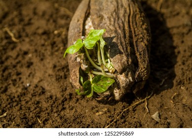 Buds Grow From Kapok Seeds