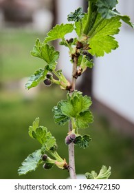 Buds And Leaves On A Blackcurrant Bush 