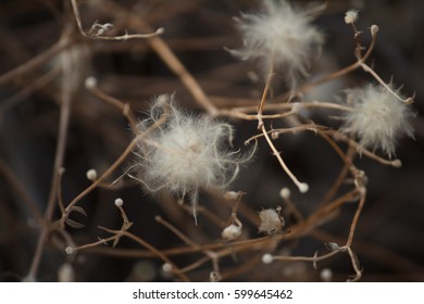 Buds on branches and down