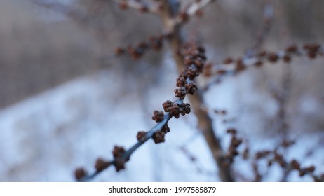 Buds on branches of trees spring flowering