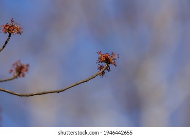 Buds On A Silver Maple Tree.