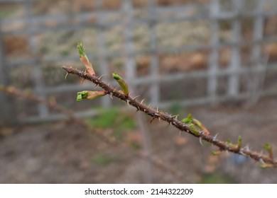Buds on a single thorned branch, macro close up