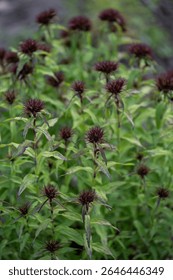 Buds on a sweet William plant (Dianthus barbatus). 
