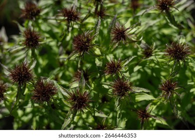 Buds on a sweet William plant (Dianthus barbatus). 