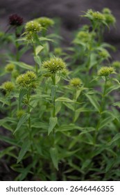 Buds on a sweet William plant (Dianthus barbatus). 