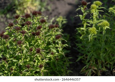 Buds on a sweet William plant (Dianthus barbatus). 