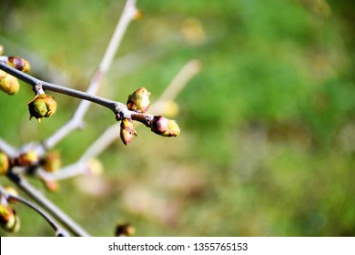 Buds on tree close up
