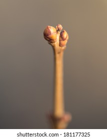 buds on the tree. macro