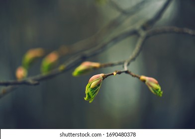 
Buds on the trees. Spring awakening. Macro nature. - Shutterstock ID 1690480378