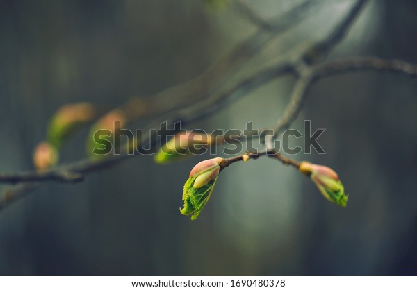 \
Buds on\
the trees. Spring awakening. Macro\
nature.