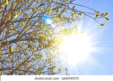 Buds on trees in sunny spring. Tree bloom after winter, background of the sun and blue sky. Flowering branches of willows in rays sun.