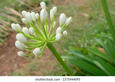Buds ready to bloom