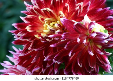 Buds Of Red Dahlia Flower Closeup