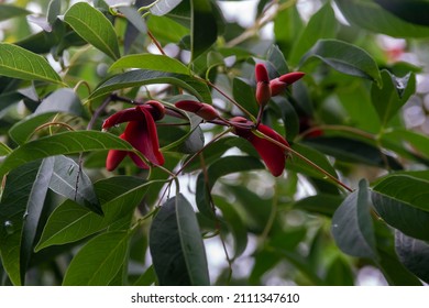 Buds of a red flower on the branches of a tree among green leaves. Blossoming flower with a drop of dew.