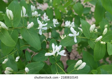 Buds And Small White Flowers Of Bush Honeysuckle In April