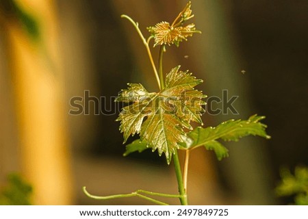 Buds of tiny grape bunches on tops of grapevine branches at vineyard in springtime. Fresh green leaves closeup on blurred background of green foliage. Grape growth for organic winery.