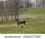 A Budweiser Clydesdale grazing at Warm Springs Ranch in Boonville, Missouri