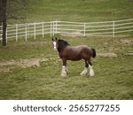 A Budweiser Clydesdale grazing at Warm Springs Ranch in Boonville, Missouri