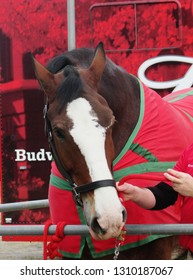 Budweiser Clydesdale at Harrison County Fairgrounds, Gulfport, Mississippi on February 9th, 2019