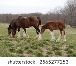 A Budweiser Clydesdale with her colt grazing at Warm Springs Ranch in Boonville, Missouri