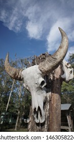 Bufalo Skull At Savana Baluran Banyuwangi East Java