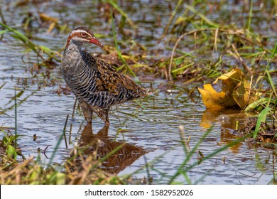 A Buff Banded Rail Bird.