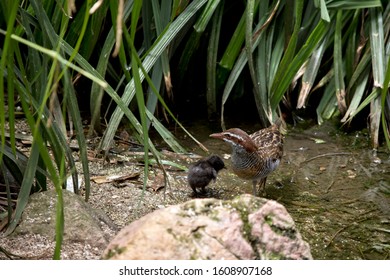 The Buff Banded Rail And Chick In Water