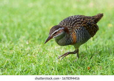 Buff Banded Rail (Gallirallus Philippensis), Lord Howe Island, NSW, Australia