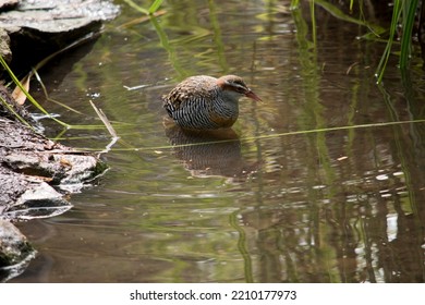 The Buff Banded Rail Is Wading In A Pond